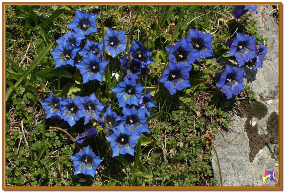 fiori1.jpg
