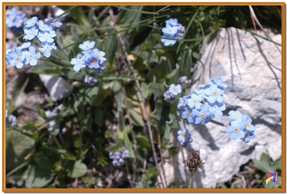 fiori2.jpg