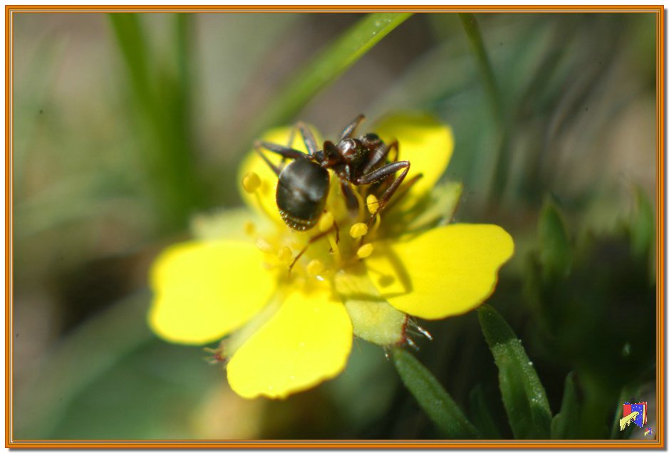 fiori3.jpg