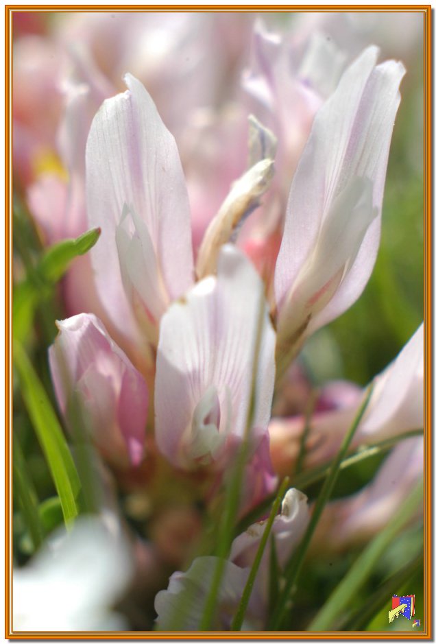 fiori4.jpg