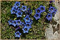 fiori1.jpg