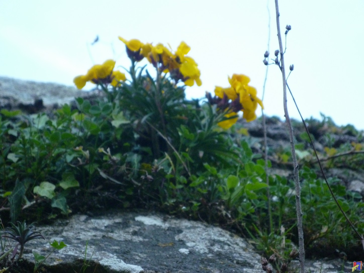 P1030550.JPG